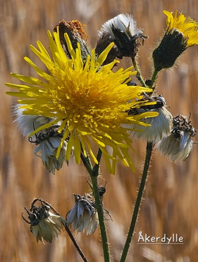 Flotte villblomster 8