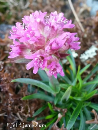 Fjellblomst2 2 Fjelltjaereblomst