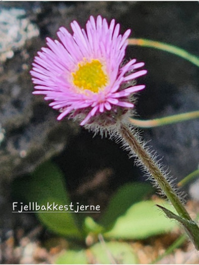 Fjellblomst1 3 Fjellbakkestjerne
