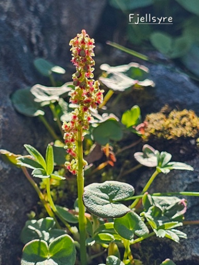 Fjellblomst3 6 Fjellsyre