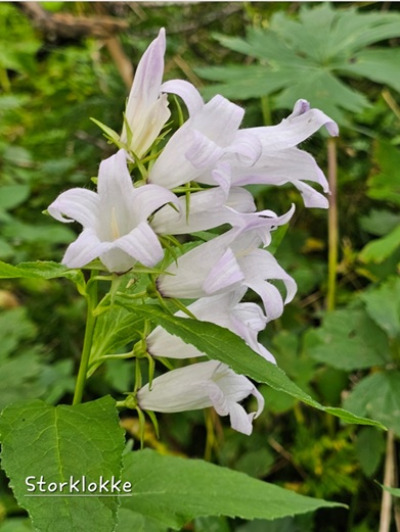 Flotte villblomster 9