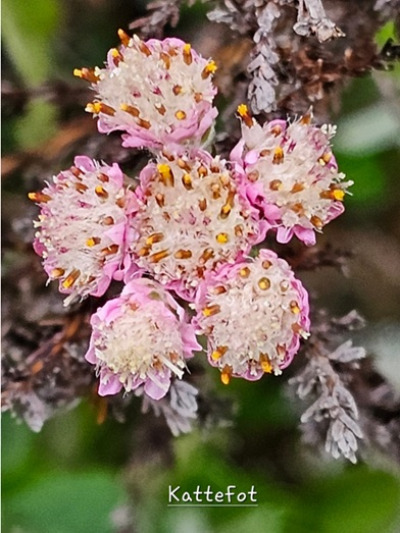 Blomstertur 2 Kattefot