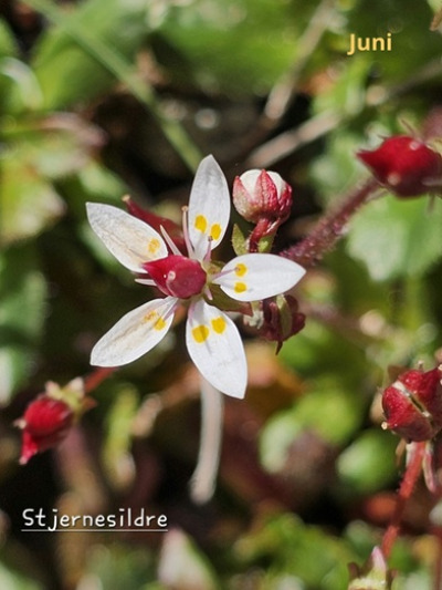 Fjellblomst1 7 Stjernesildre