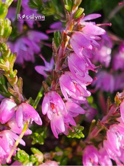 Fjellblomst2 3 Rosslyng