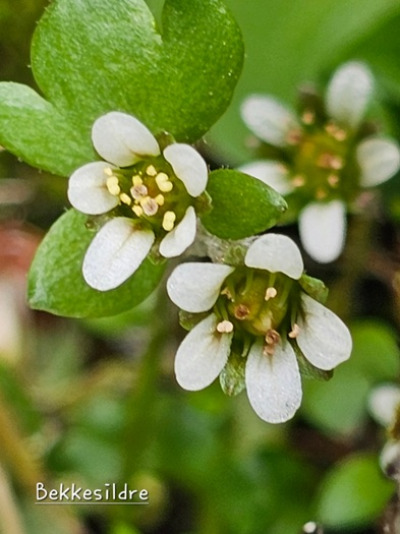 Fjellblomst1 8 Bekkesidre