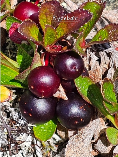 Fjellblomst3 3 Rypebaer