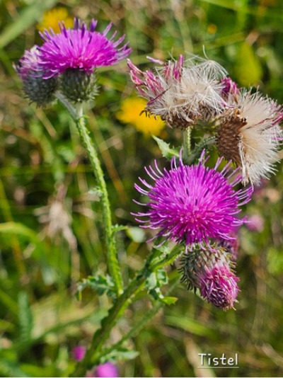 Flotte villblomster 7