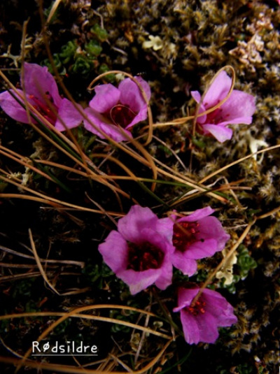 Fjellblomst2 1 Rodsildre