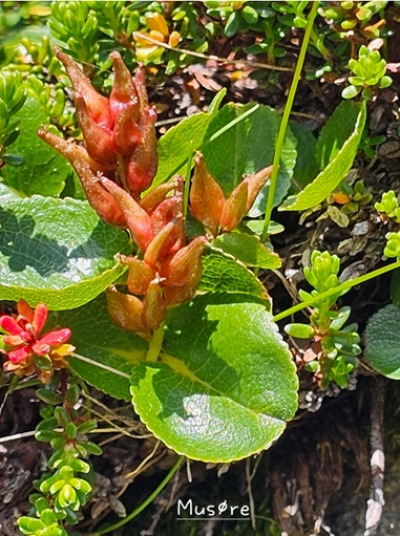 Fjellblomst3 5 Musore