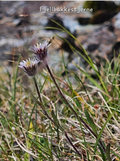 Blomstertur 3 Fjellbakkestjerne