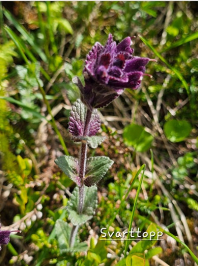 Fjellblomst1 2 Svarttopp