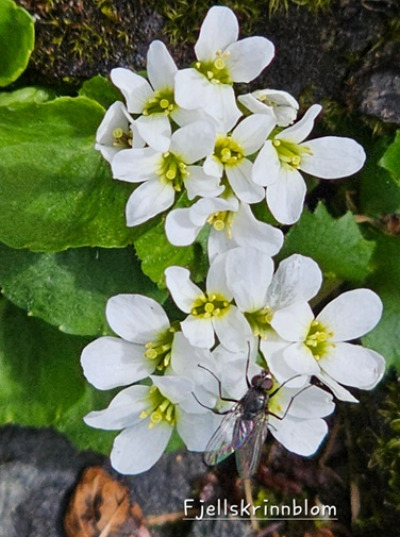 Fjellblomst2 6 Fjellskrinnblomst