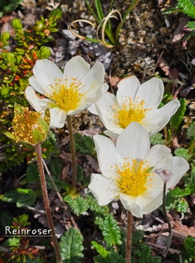 Blomstertur 4 Reinrose