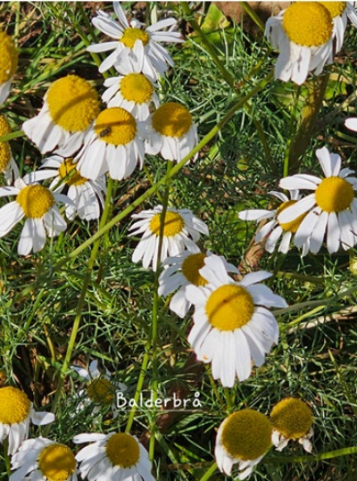 Flotte villblomster 3