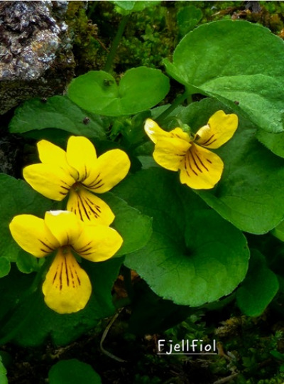 Fjellblomst2 5 Fjellfiol