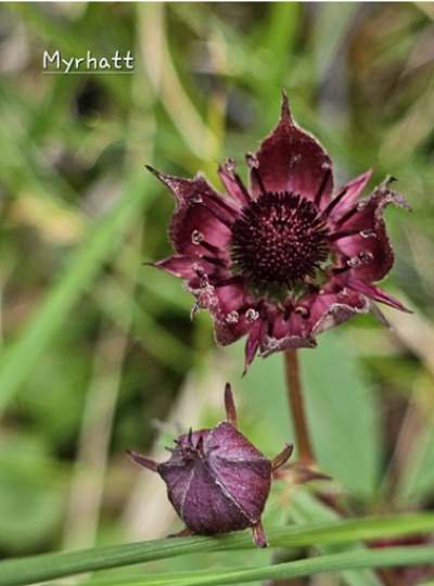 Fjellblomst3 7 Myrhatt
