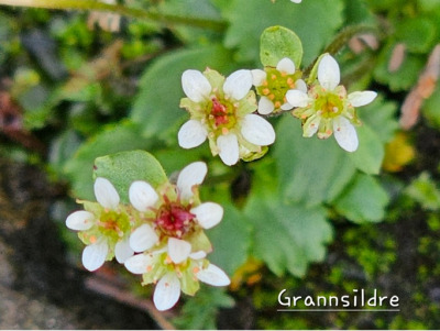 Fjellblomst2 8 Grannsildre