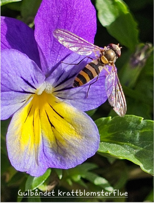 Blomsterfluer 4 Gulbandet krattblomsterflue