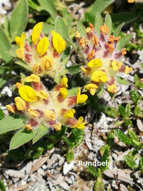 Ilfjellet planter 3 Rundbelg