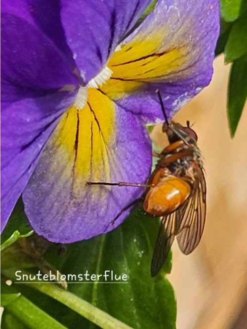 Blomsterfluer 7 Snuteblomsterflue