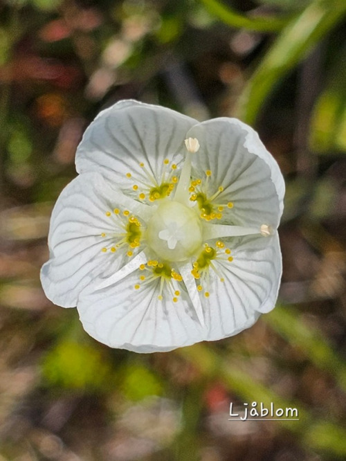 Ilfjellet planter 6 Ljablom
