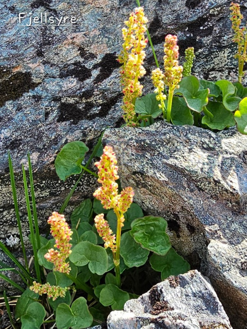 Ilfjellet planter 8 Fjellsyre