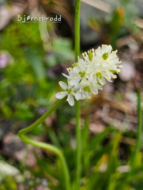 Ilfjellet planter 9 Bjornebrodd