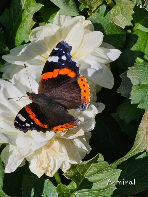 Sommerfugl 5