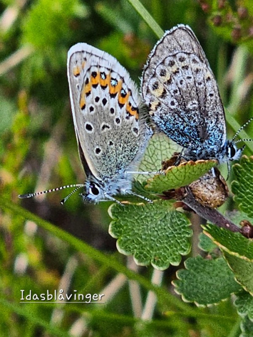Sommerfugl 6