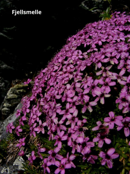 Ilfjellet planter 10 Fjellsmelle