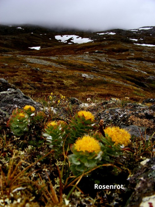 Ilfjellet planter 11 Rosenrot