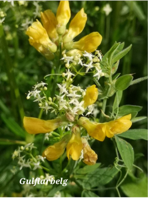 Blomsterenga 5