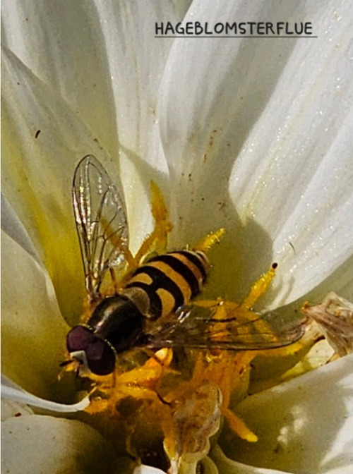 Blomsterfluer 1 Hageblomsterflue