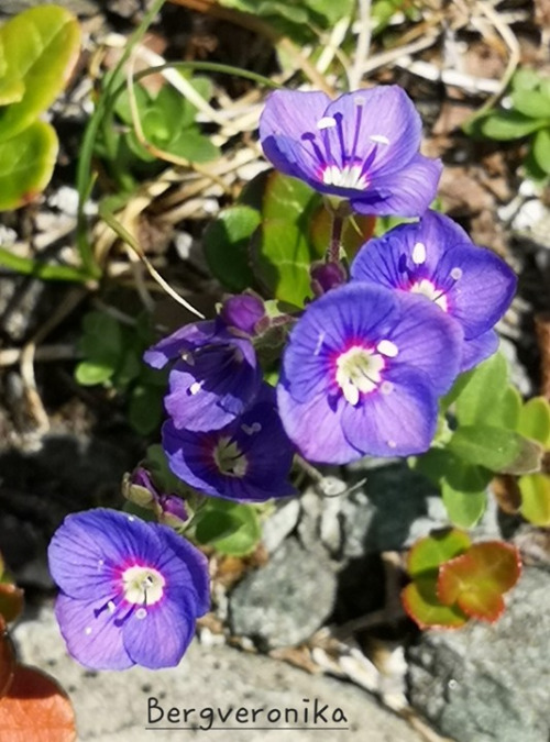 Ilfjellet planter 4 Bergveronika