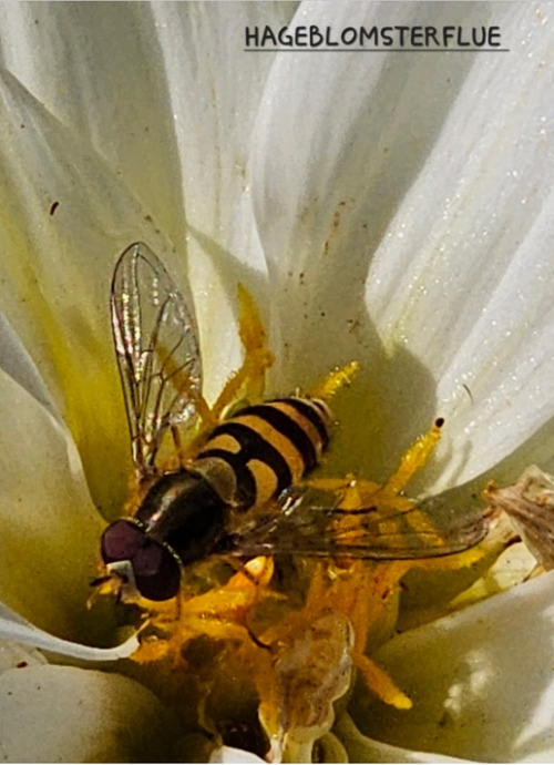 Blomsterenga 3