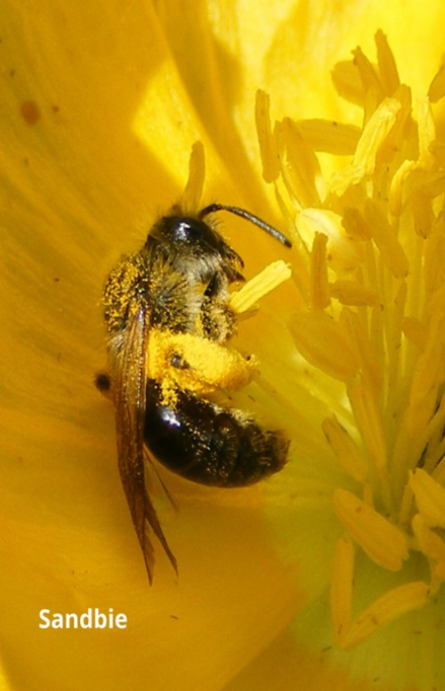 Blomsterenga 2