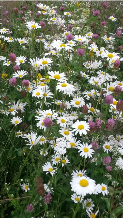 Blomsterenga 1