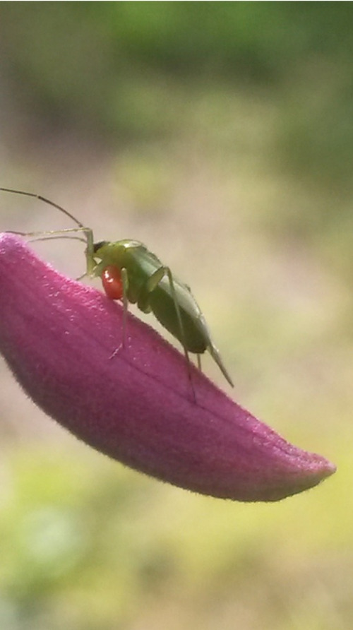 Blomsterenga 6