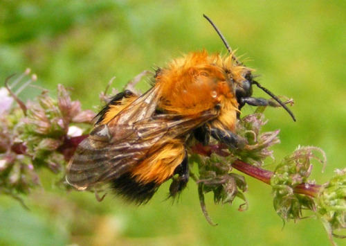 Blomsterenga 10