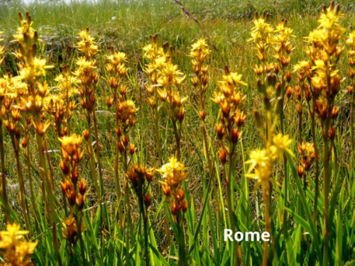 Ilfjellet planter 5 Rome