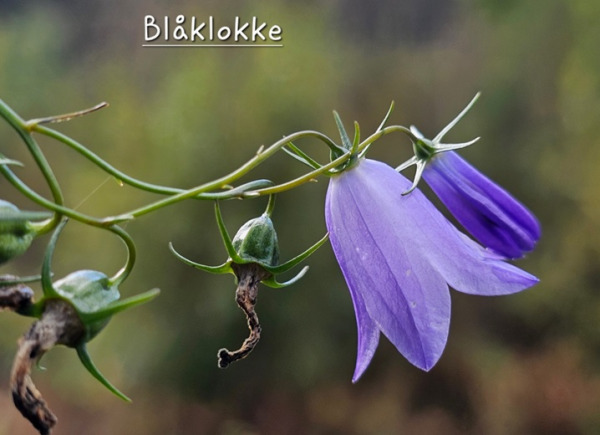 Flotte villblomster 2