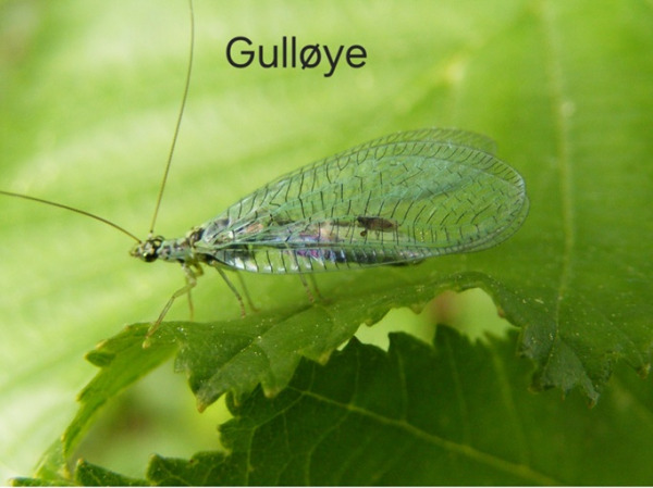 Gulloye 1