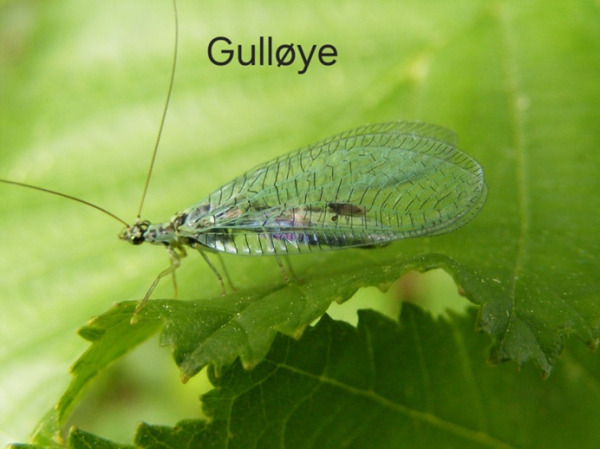 Gulloye 4