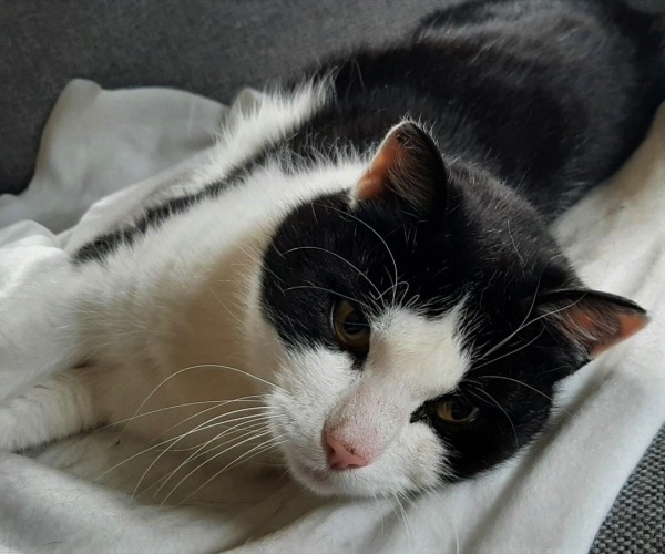 Nelson 2
