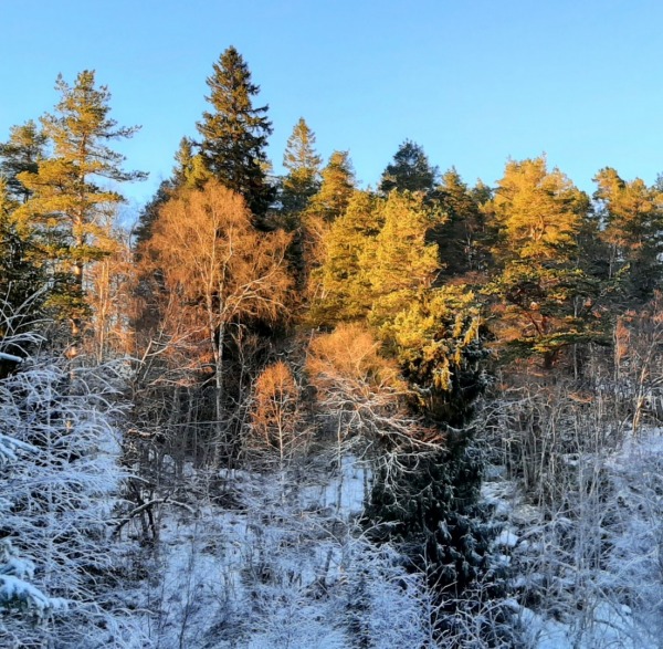 Vinter 7