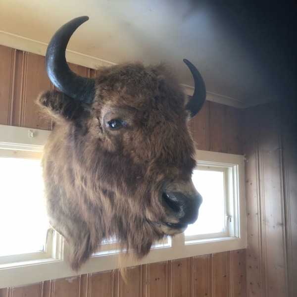 Bison