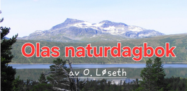 Vignett bilde2 Olas naturdagbok
