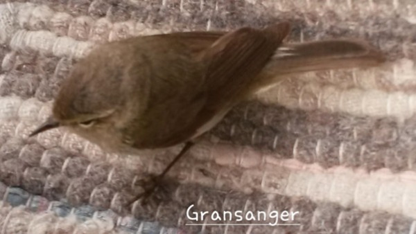 Smafugler 6 Gransanger