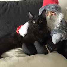 images Svart katt og nisse