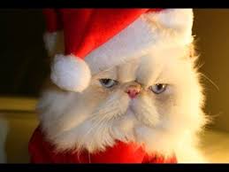 imagesnissekatt